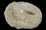 Fossil Plesiosaur (Zarafasaura) Tooth In Rock - Morocco #95107-1